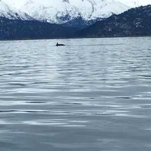 Calf