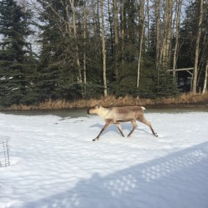 Caribou