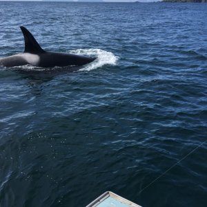 Orca at 12' while at anchor Halibut fishing in Chugach Passage, southern tip of Kenai peninsula AK.