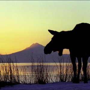 Cow @ Kasilof with Mt. Redoubt in the background (active volcano)