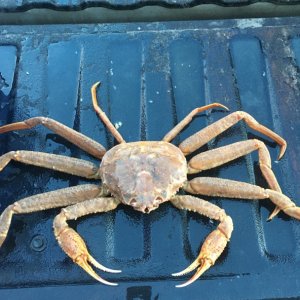 K-Bay Tanner Crab