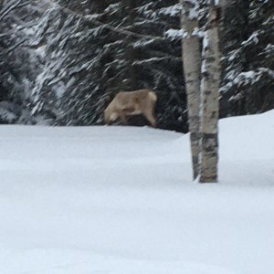 Caribou 1