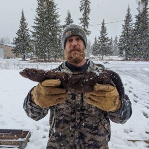 Dr. Mike Sturm & First mink of the season.
Nov. or Dec.2019