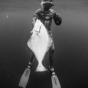 First Halibut Diving/spearfishing