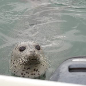 Hey, can't you see these big brown eyes??

(No he doesn't get fed by me)