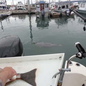 Checking out the guy cleaning the King.
OOPS!! with the reading glasses it appears to be a small Halibut!!