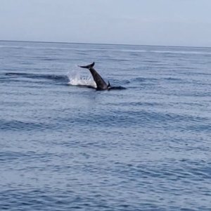 Calf showing off again