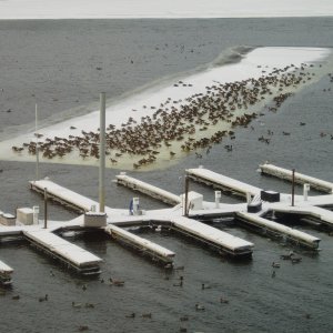 Lazy Geese migrating south