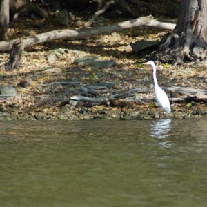 Egret fishing.