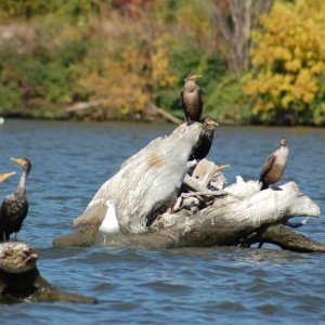 Cormorants getting ready to migrate.