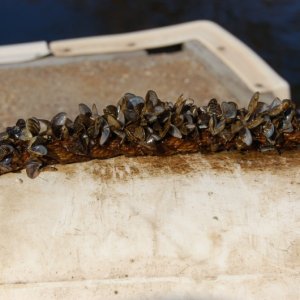 Our freshwater version of Barnacles known as Zebra Mussels. Very invasive they can infiltrate and block cooling systems.