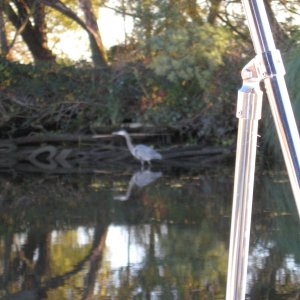 Media 'heron at Happy Harbor san jaquin river' in album 'Kerri On,  from Sea Spray'