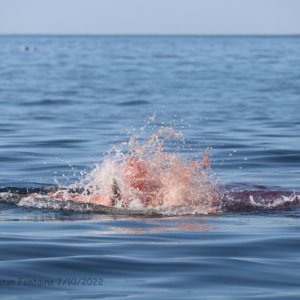 IMG 4270 swjf