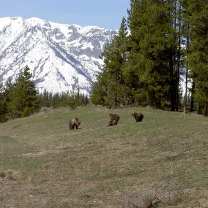 Mama Griz and her 3 children
