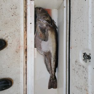 Fishbox 65lb Ling