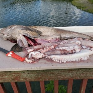 65 lb Octoling gut pile