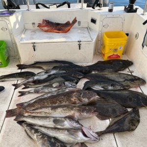 TomCat big haul