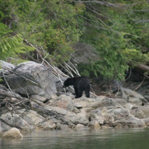 Black Bear on shore in Simoom Sound