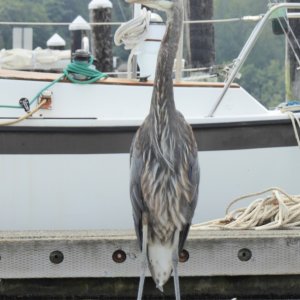 This guy stood on the dock next to me for about 30 minutes. Wasn't too bothered by the people walking up and down the docks.