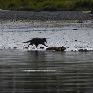 Raccoons in Liberty Bay too.