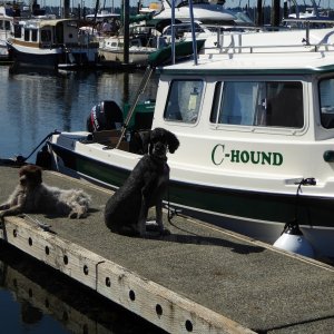 Media 'The hounds of C-Hound' in album 'Departing Blake Island Friday morning 7/20'