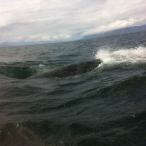 Media 'Humpbacks at Vallenar Bay. Look close at the bottom you just see one going under us.' in album 'Rebecca Jewel'
