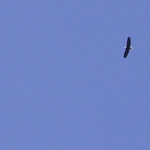 Eagle Soaring, Patos Island, 6-28-03