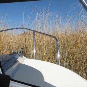 in the marsh grass at Squaw Lake