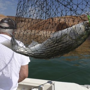 Striper!
