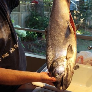 Media 'We caught this fella within the first 5 minutes......then no bites for the rest of the day!' in album 'A happy wife with a nice 16lb coho'