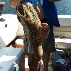 Caught a nice Ling..