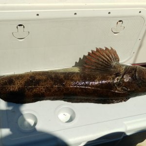 Guess this guy won't fit in the cooler...