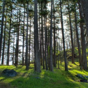 James Island trees