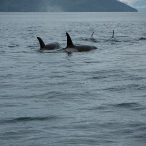 Orca, South Inian Pass Icy Strait