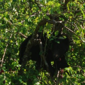 8-21 Bear in the Plum Tree Lagoon Cove