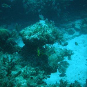 Media 'P1010030' in album 'The C-Dory makes a great scuba dive boat at John Pennekamp State Park in Key Largo, Florida'
