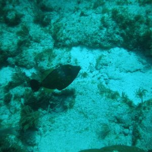 P1010048