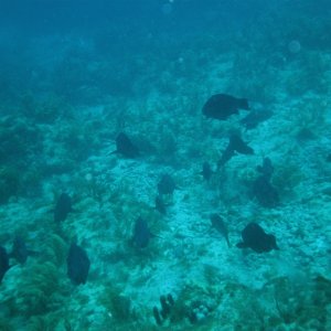 Media 'P1010086' in album 'The C-Dory makes a great scuba dive boat at John Pennekamp State Park in Key Largo, Florida'