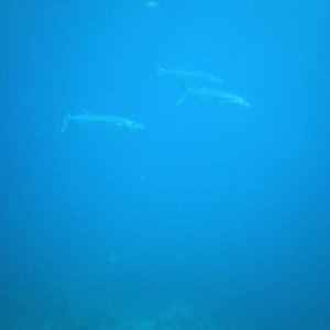 Media 'A school of Barracuda swim by on may way back up to the boat' in album 'The C-Dory makes a great scuba dive boat at John Pennekamp State Park in Key Largo, Florida'