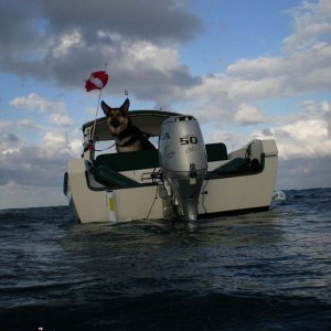 My German Shepherd looks after the boat while I'm exploring the ocean depths. Here he isn't sure its me as I'm surfacing after a dive.