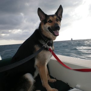 My dog is happy that I'm back on board once again