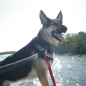 We had an enjoyable ride back into the JP state park in through the salt water mangroves