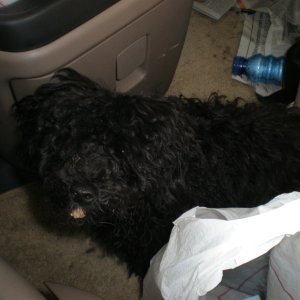 This is "Boodle" our black miniature Poodle at about six months old.