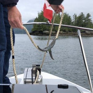 Anchor Line Stowaway