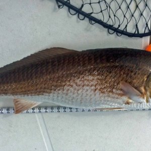 Media 'Local Neuse River Red Drum' in album 'First launch as Red Top at Lawson Creek Park, New Bern, NC'