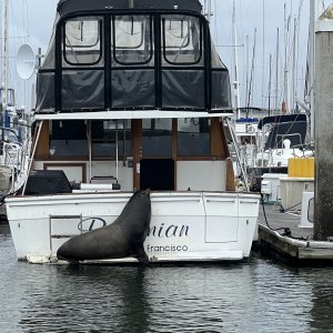 Sea Lion