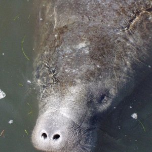Another Friend On St. Johns River