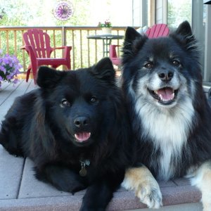 4 legged kids