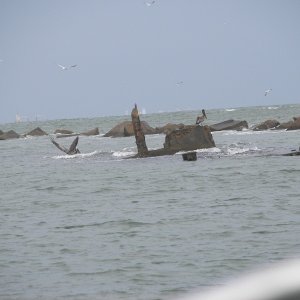 Submerged wreck by the Galveston North Jetty was an excellent fishing spot. The bird on the left just dived in this one.