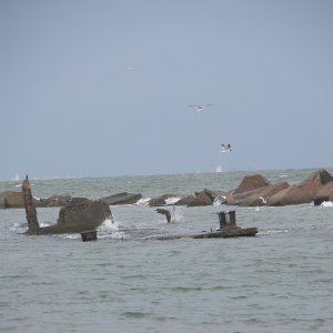 Another bird diving in the center, behind the wreck.